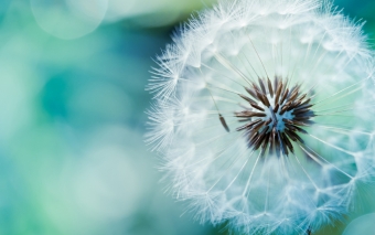 Dandelion-Wallpapers18